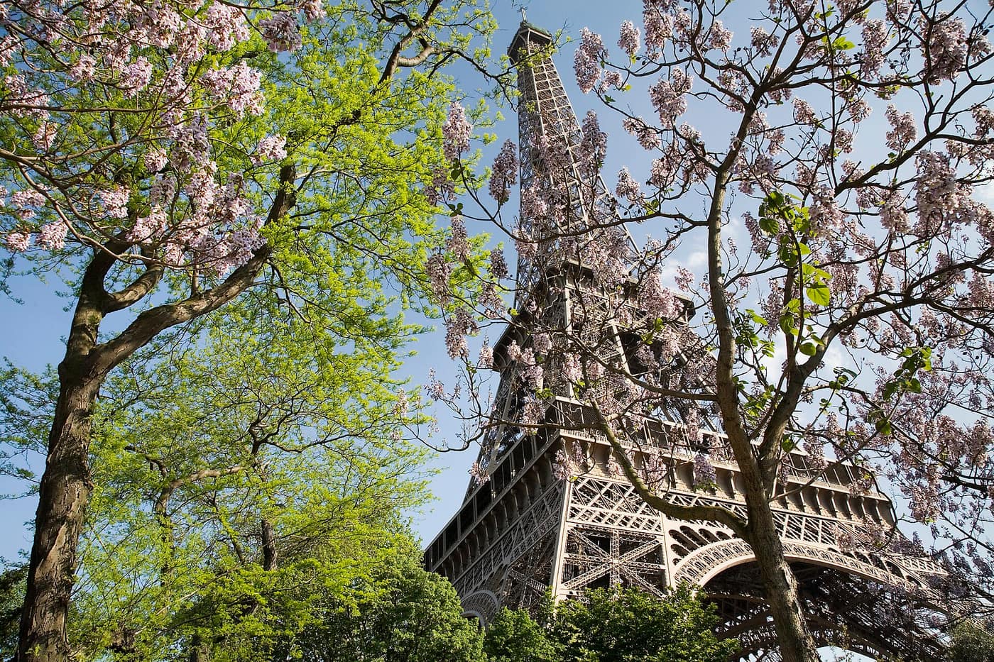 The Eiffel Tower in spring, seen through trees