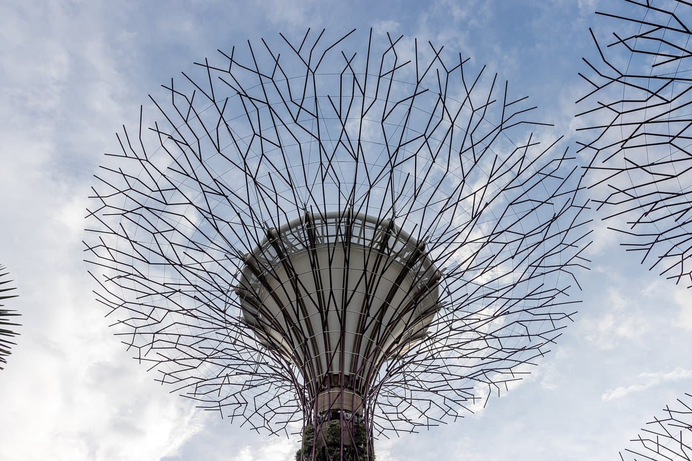 Supertree Grove at Gardens by the Bay, Singapore